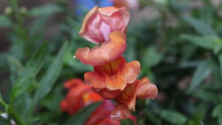 Vibrant Snapdragons in Bloom wallpaper