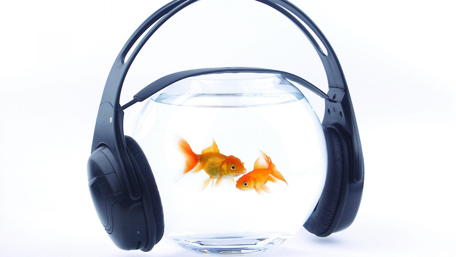 Musical Moments with Goldfish wallpaper