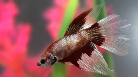 Elegant Fighter Fish in Vibrant Aquarium Setting wallpaper
