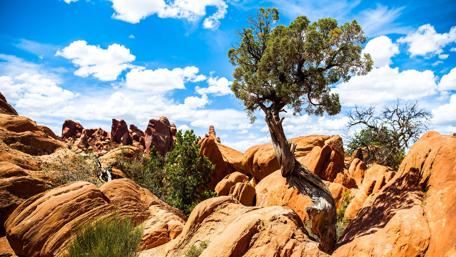 Sunny Serenity in a National Park wallpaper