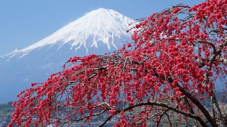 Spring Blooming with Snowy Peaks wallpaper