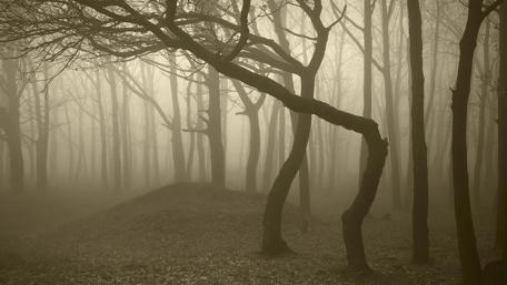 Twilight in the Mystic Forest wallpaper