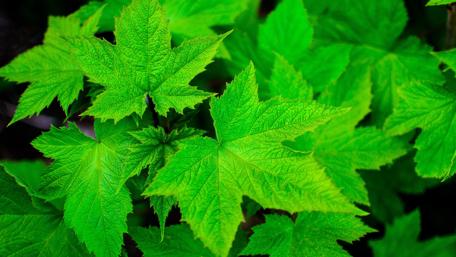 Vibrant Green Leaves in Nature's Embrace wallpaper