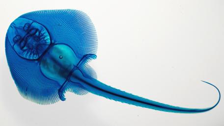 Alcian Blue-Stained Skate in Striking Detail wallpaper