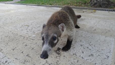 Adorable Coati Exploring Outdoor Terrain wallpaper