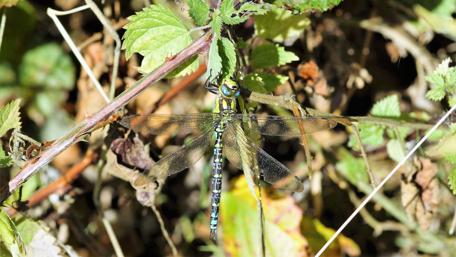 Vibrant Dragonfly in Nature's Embrace wallpaper