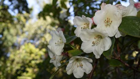Delicate White Blossoms in Nature's Embrace wallpaper