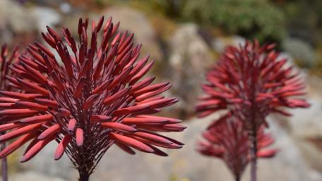 Vibrant Red Flora in Nature’s Embrace wallpaper