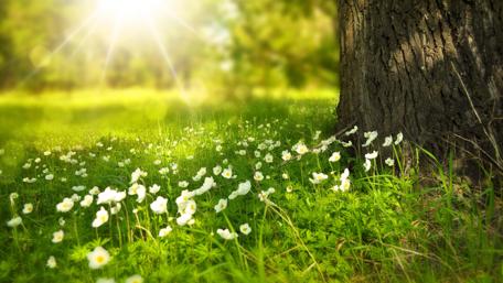 Spring Awakening in the Enchanted Forest wallpaper