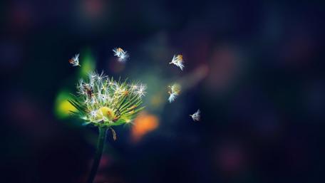 Ethereal Dandelion Seed Dance wallpaper