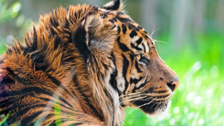 Majestic Sumatran Tiger in Natural Habitat wallpaper