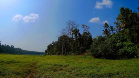 Serene Landscape with Blue Sky and Lush Grass wallpaper