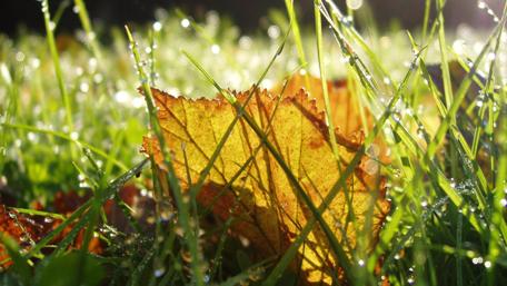 Golden Leaves in Morning Dew wallpaper