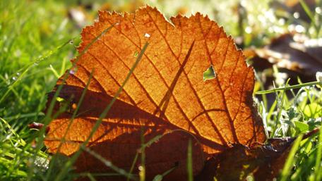 Golden Leaf in Sunlight Glow wallpaper
