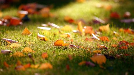 Autumn Leaves on Lush Green Grass wallpaper