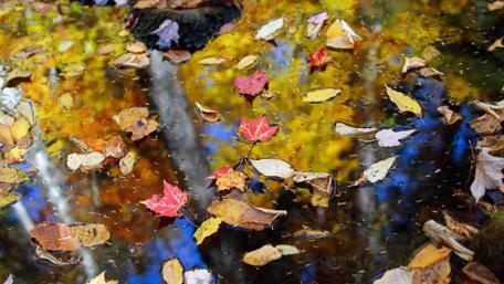 Autumn Leaves on Tranquil Water Surface wallpaper