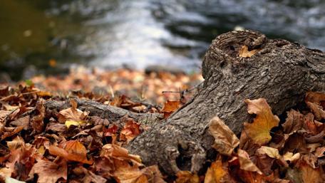 Tranquil Autumn Scene with Leaves and Waterflow wallpaper