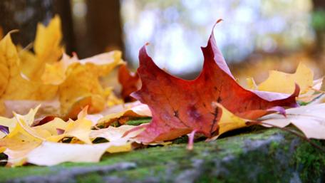 Autumn's Colorful Leaf Tapestry wallpaper