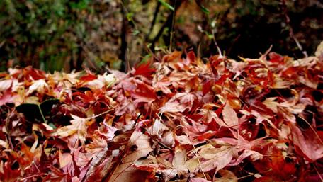 Autumn Leaves Blanketing the Ground Together in Nature's Embrace wallpaper