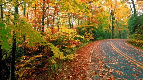 Autumn Road Surrounded by Vibrant Leaves wallpaper