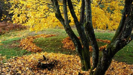 Golden Autumn Leaves Under a Majestic Tree wallpaper