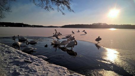 Serene Swans at Sunset Over Frozen Lake wallpaper