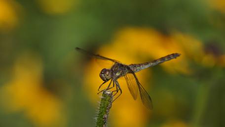 Dragonfly Magic in High Definition wallpaper