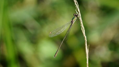 Graceful Dragonfly on a Blade of Grass wallpaper