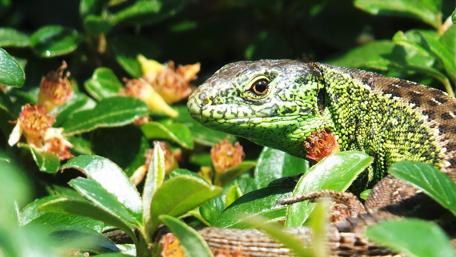 Vibrant Lizard Among Greenery wallpaper
