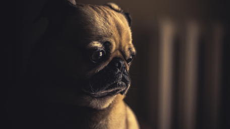 Pensive Pug Portrait wallpaper