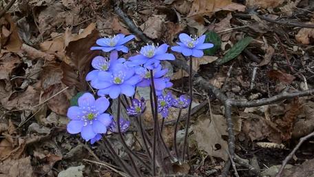 Violet Blooms Among Autumn Leaves wallpaper