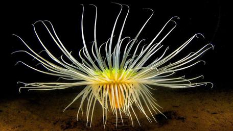 Graceful Underwater Creature of the Deep Sea wallpaper