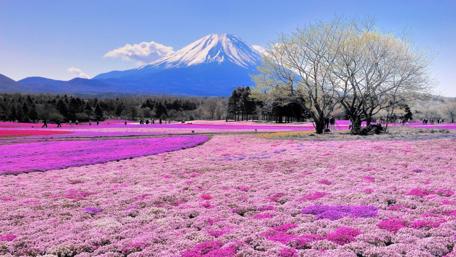 Mount Fuji in Blooming Spring Fields wallpaper