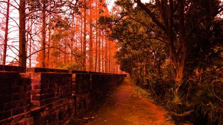 Mystical Forest Pathway in Autumn Colors wallpaper