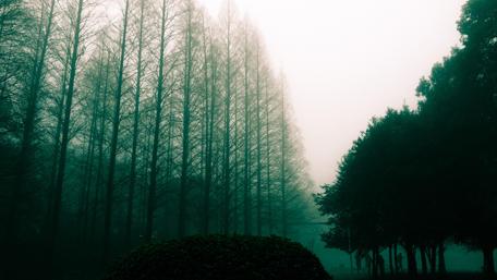 Misty Forest Serenity in Darkness wallpaper