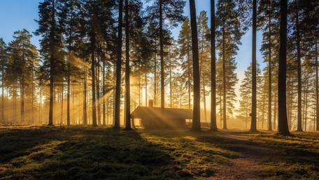 Morning Bliss at the Forest Cabin wallpaper