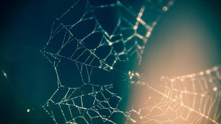 Intricate Spider Web Sparks Wonder wallpaper