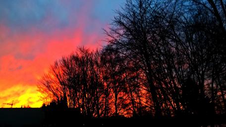 Vibrant Sunrise Over Silent Trees wallpaper
