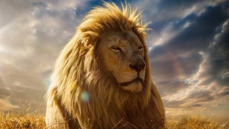 Majestic Lion Reigns Under Golden Skies wallpaper