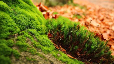 Lush Mossy Landscape in Nature's Embrace wallpaper