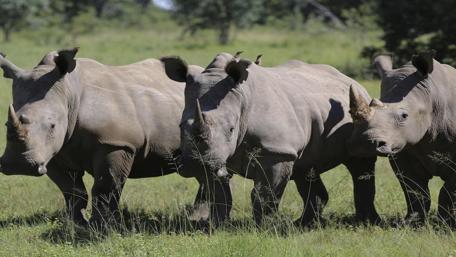 Majestic Rhinos in Their Natural Habitat wallpaper