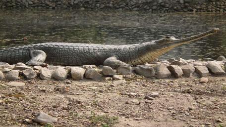 Majestic Gharial on the Riverbank wallpaper