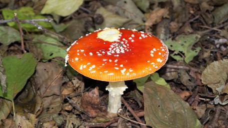 Vibrant Mushroom Surrounded by Lush Forest Floor wallpaper
