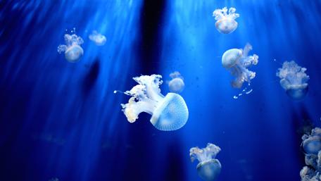 Elegant Jellyfish in the Blue Depths of the Ocean wallpaper