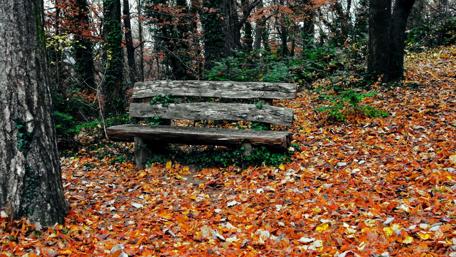 Autumn Serenity on a Park Bench wallpaper
