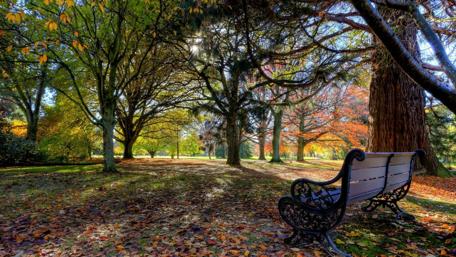 Autumn Serenity in the Park wallpaper