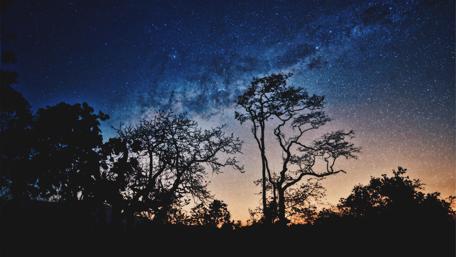 Starlit Serenity Above Dark Trees wallpaper