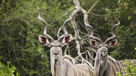 Majestic Kudu Antelopes in Nature's Embrace wallpaper