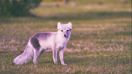 Charming Polar Fox in Nature's Embrace wallpaper