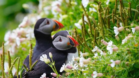 Puffins Amid Dewy Blossoms wallpaper
